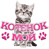 :котик мой: